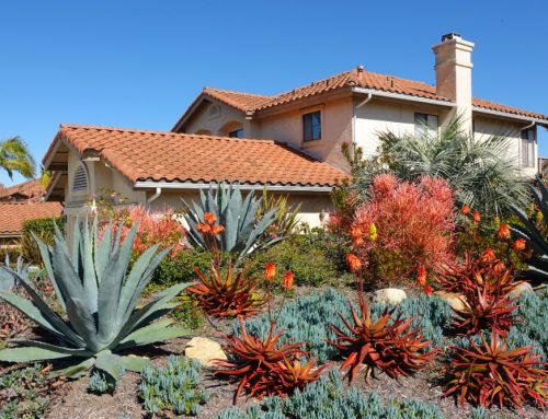 The Benefits of Using Drought-Resistant Plants in Your Landscape