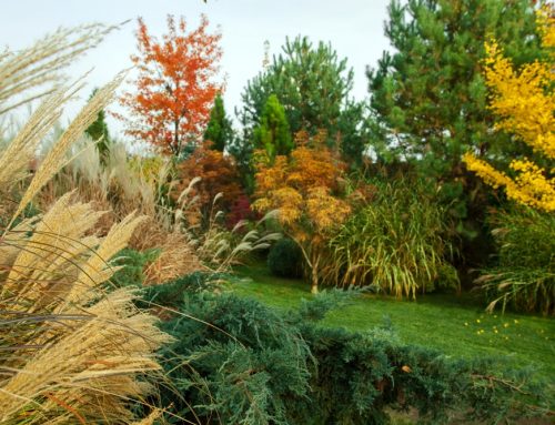 How to Choose the Right Plants for Your Climate
