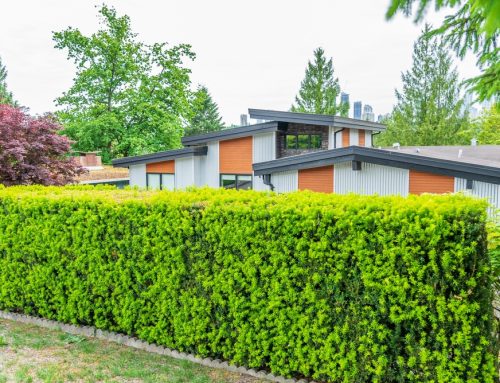 Landscaping for Privacy: Tips and Tricks